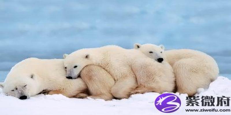 丁丑日柱婚姻(丁酉日柱遇辛丑流年会结婚)