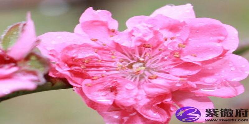 增加桃花运的卧室风水(卧室放什么花招财又招桃花运)