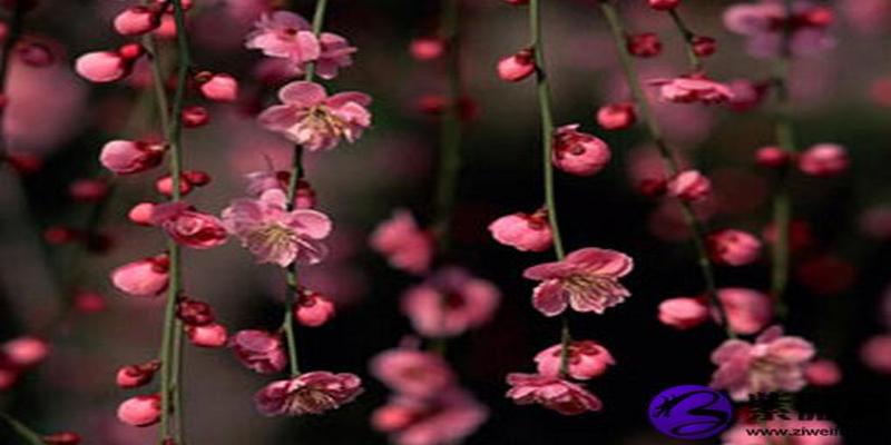 桃花朵朵开男生版(男的桃花运女的是什么)