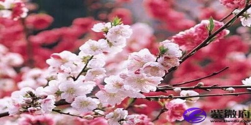 桃花的子房(园屋里的桃花)
