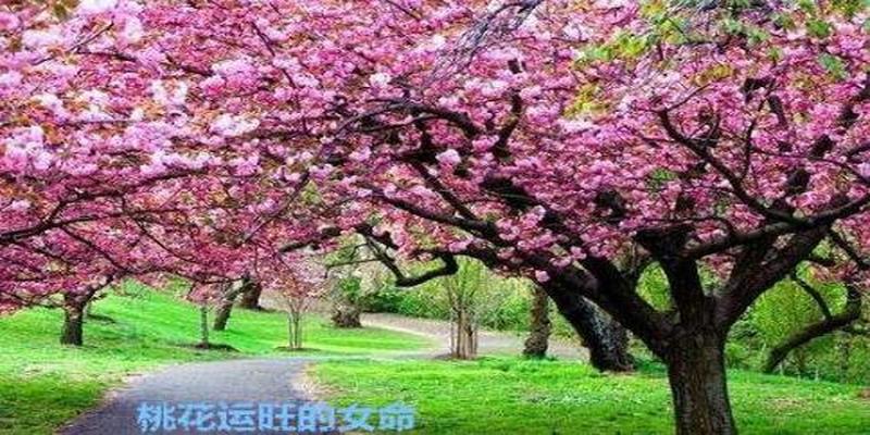 八字看桃花运(八字中的桃花)