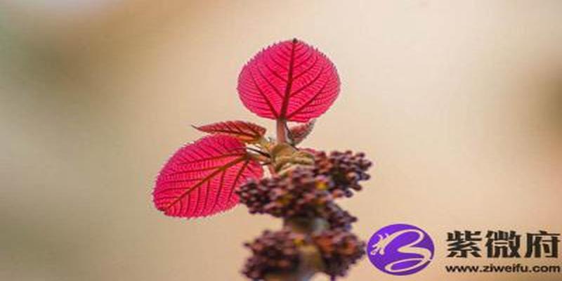 八字中的五行缺金(生辰八字五行查询免费 ,属金缺什么)