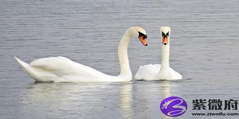 松柏木命是哪年出生的(五行松柏木)