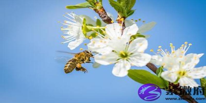丁酉日柱婚配(丁酉日柱遇辛丑流年会结婚)