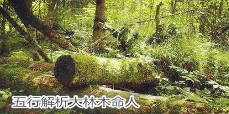 五行解析大林木命人 - 五行看大林木