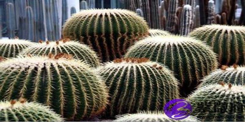 水命人可以养带刺的植物吗