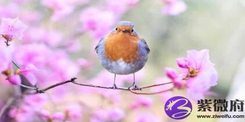 八字用神查询 几种上等用神的看法