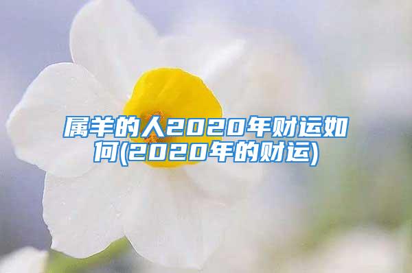 属羊的人2020年财运如何(2020年的财运)