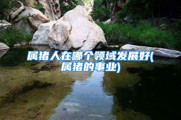 属猪人在哪个领域发展好(属猪的事业)
