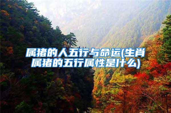 属猪的人五行与命运(生肖属猪的五行属性是什么)