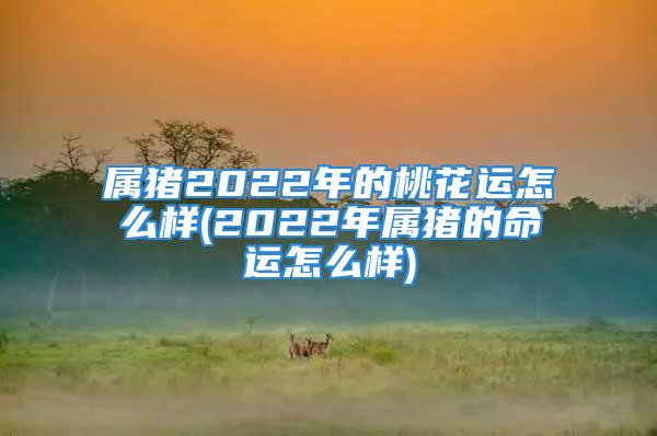 属猪2022年的桃花运怎么样(2022年属猪的命运怎么样)