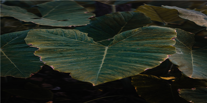 仗义的动物正确答案什么生肖(仗义的动物是什么生肖)