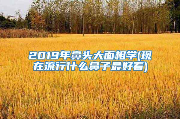 2019年鼻头大面相学(现在流行什么鼻子最好看)
