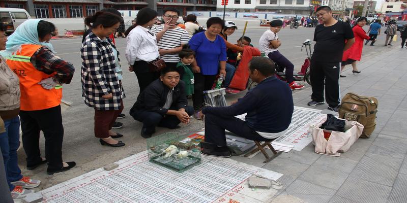 灵鸟算卦怎么回事(庙会上鹦鹉算姓氏百猜百中)