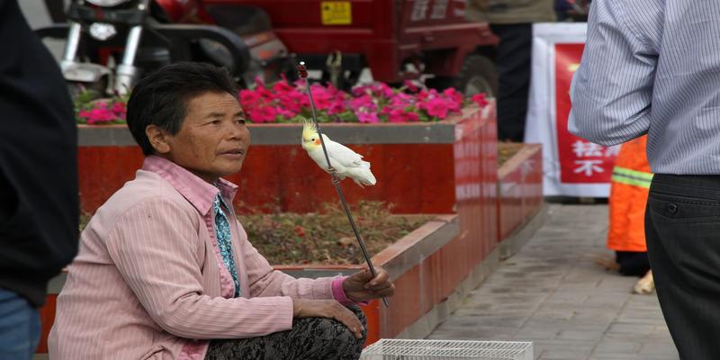 灵鸟算卦怎么回事(庙会上鹦鹉算姓氏百猜百中)