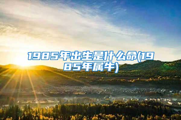 1985年出生是什么命(1985年属牛)