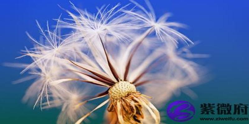 华盖星是什么意思 华盖星是多才多艺的星?