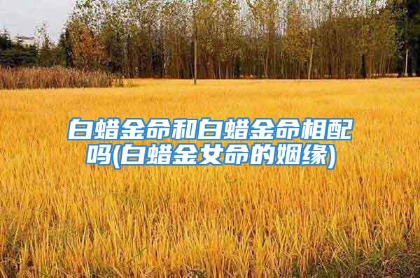 白蜡金命和白蜡金命相配吗(白蜡金女命的姻缘)