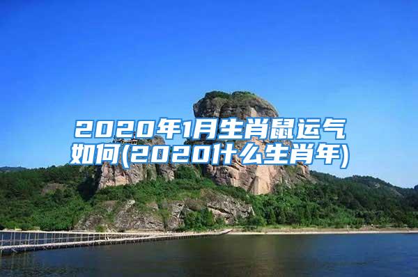 2020年1月生肖鼠运气如何(2020什么生肖年)