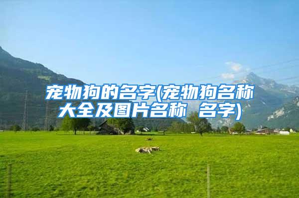 宠物狗的名字(宠物狗名称大全及图片名称 名字)