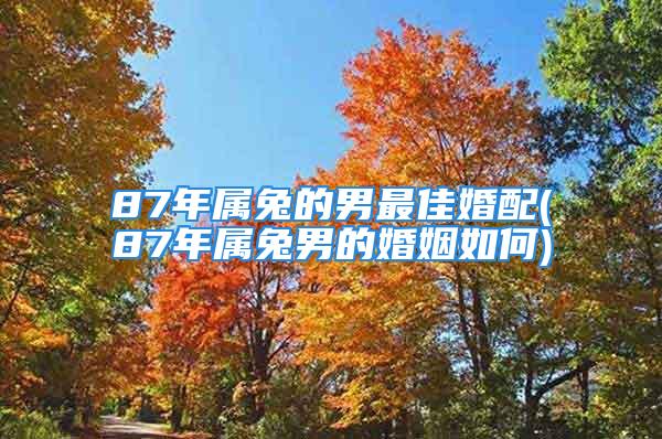 87年属兔的男最佳婚配(87年属兔男的婚姻如何)