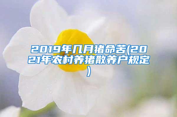 2019年几月猪命苦(2021年农村养猪散养户规定)