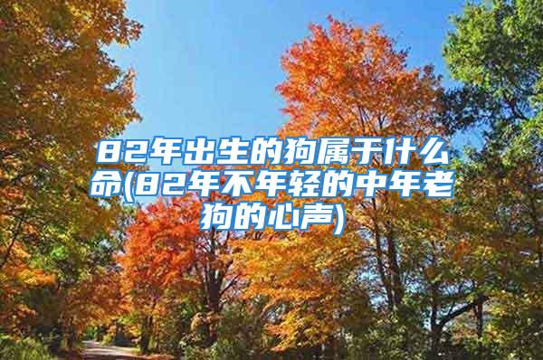 82年出生的狗属于什么命(82年不年轻的中年老狗的心声)