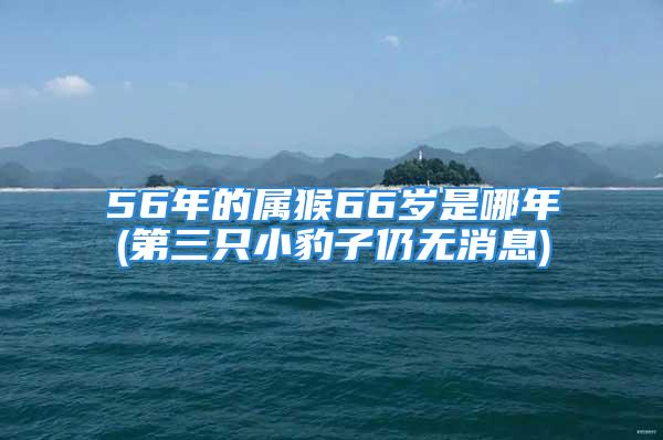 56年的属猴66岁是哪年(第三只小豹子仍无消息)