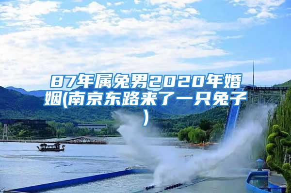 87年属兔男2020年婚姻(南京东路来了一只兔子)