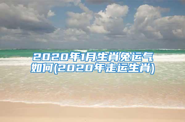 2020年1月生肖兔运气如何(2020年走运生肖)