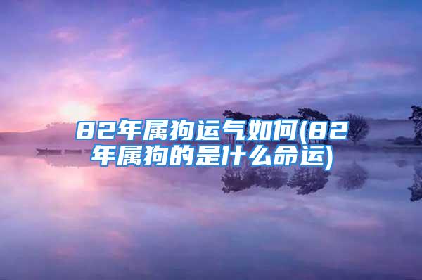 82年属狗运气如何(82年属狗的是什么命运)