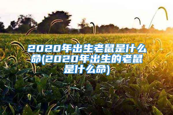 2020年出生老鼠是什么命(2020年出生的老鼠是什么命)