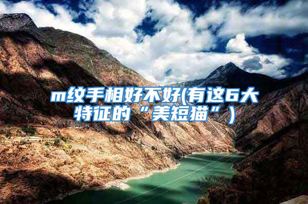 m纹手相好不好(有这6大特征的“美短猫”)