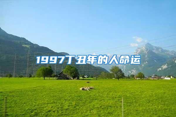 1997丁丑年的人命运