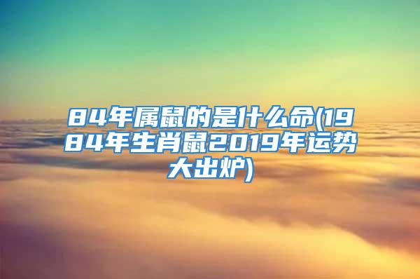 84年属鼠的是什么命(1984年生肖鼠2019年运势大出炉)