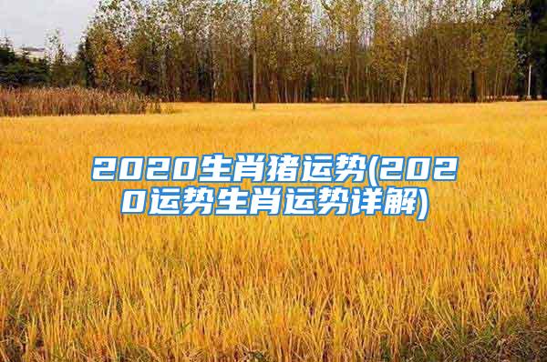 2020生肖猪运势(2020运势生肖运势详解)