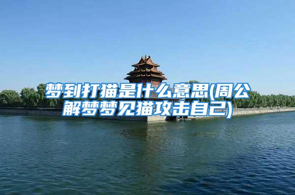 梦到打猫是什么意思(周公解梦梦见猫攻击自己)