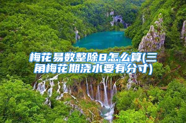 梅花易数整除8怎么算(三角梅花期浇水要有分寸)