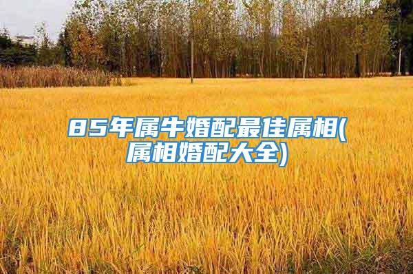 85年属牛婚配最佳属相(属相婚配大全)