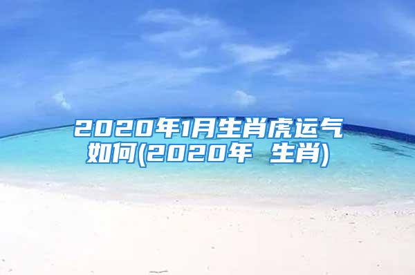 2020年1月生肖虎运气如何(2020年 生肖)