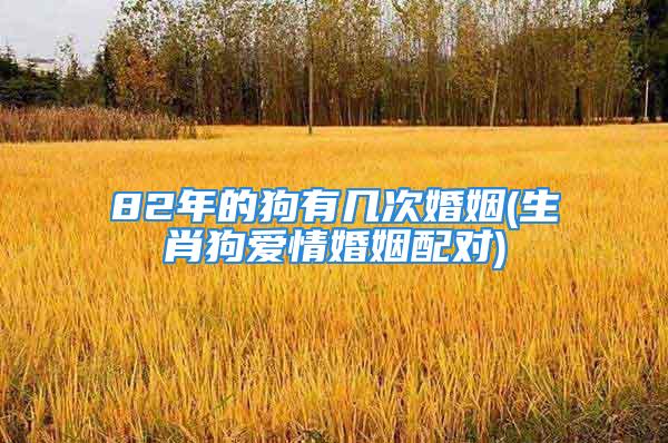 82年的狗有几次婚姻(生肖狗爱情婚姻配对)