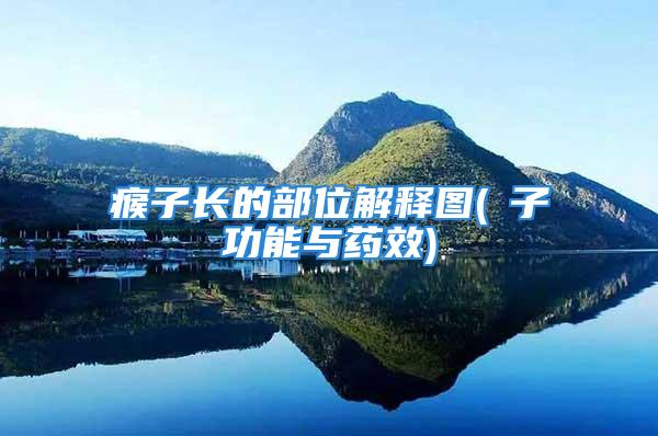 瘊子长的部位解释图(枙子功能与药效)
