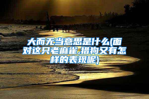 大而无当意思是什么(面对这只老麻雀,猎狗又有怎样的表现呢)
