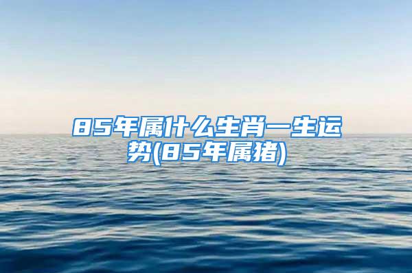 85年属什么生肖一生运势(85年属猪)