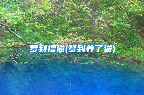 梦到撸猫(梦到养了猫)