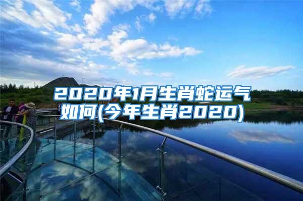 2020年1月生肖蛇运气如何(今年生肖2020)