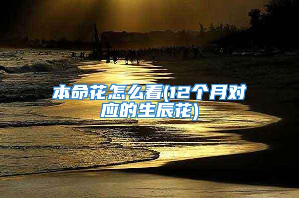 本命花怎么看(12个月对应的生辰花)