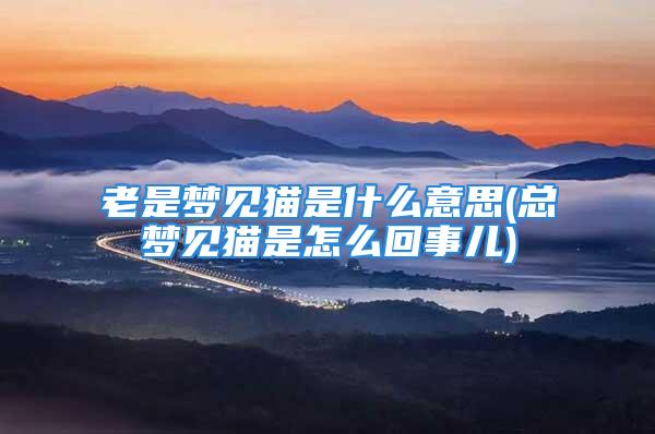 老是梦见猫是什么意思(总梦见猫是怎么回事儿)