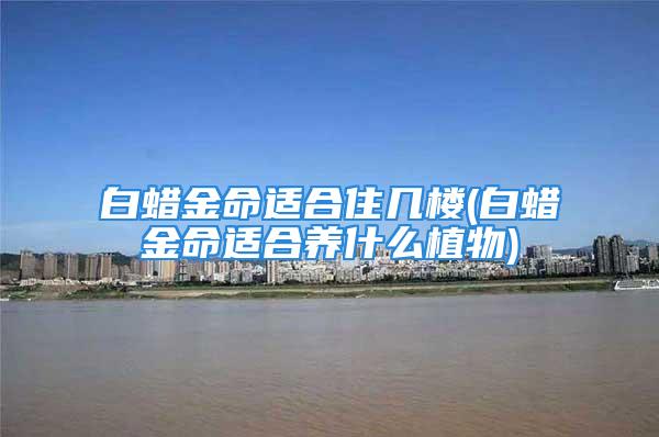 白蜡金命适合住几楼(白蜡金命适合养什么植物)