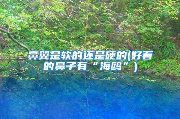 鼻翼是软的还是硬的(好看的鼻子有“海鸥”)